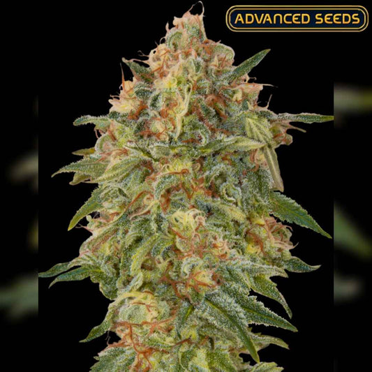 Dichte Zkittlez Blüte mit orangefarbenen Härchen und glitzernden Harzkristallen