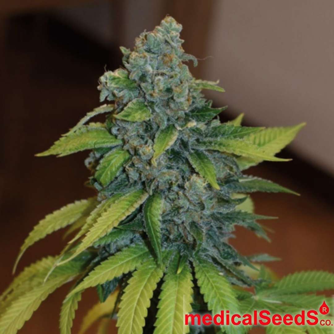 Reife Zkittlez Cannabisblüte mit dichten, harzigen Buds und sichtbaren Trichomen an der Pflanzenspitze
