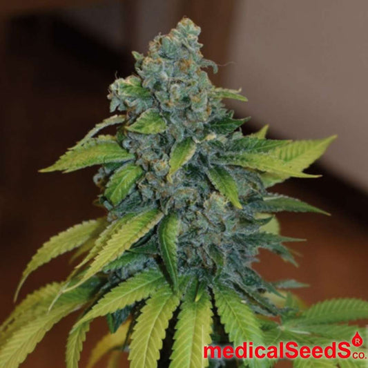 Reife Zkittlez Cannabisblüte mit dichten, harzigen Buds und sichtbaren Trichomen an der Pflanzenspitze