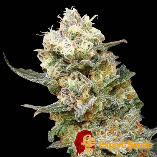 Dichte Zkittlez Glue Blüte mit orangefarbenen Härchen und dicker Harzschicht für intensives Aroma und Potenz