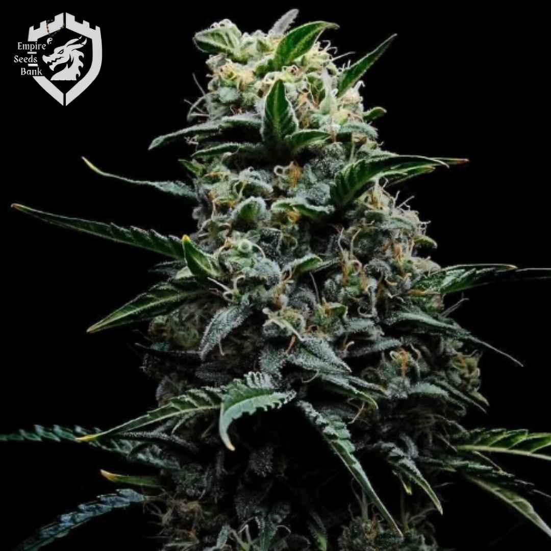 Zlushi Cannabisblüte mit dichten Harzschichten, grünen Blättern und hellen Blütenfäden