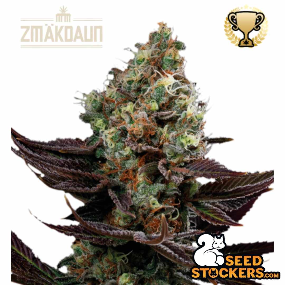 Zmäkdaun Cannabisblüte mit dichten Buds, starkem Harzbesatz, orangefarbenen Stempeln und dunklen Blättern