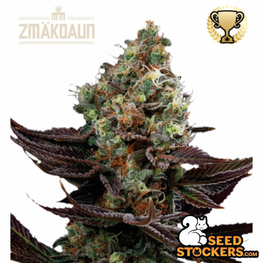 Zmäkdaun Cannabisblüte mit dichten Buds, starkem Harzbesatz, orangefarbenen Stempeln und dunklen Blättern