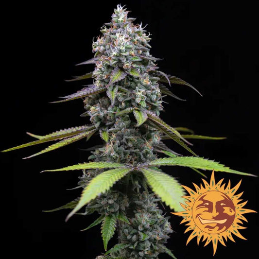 Zoap Cannabisblüte von Barney’s Farm mit dichten, harzreichen Buds und grünen Blättern