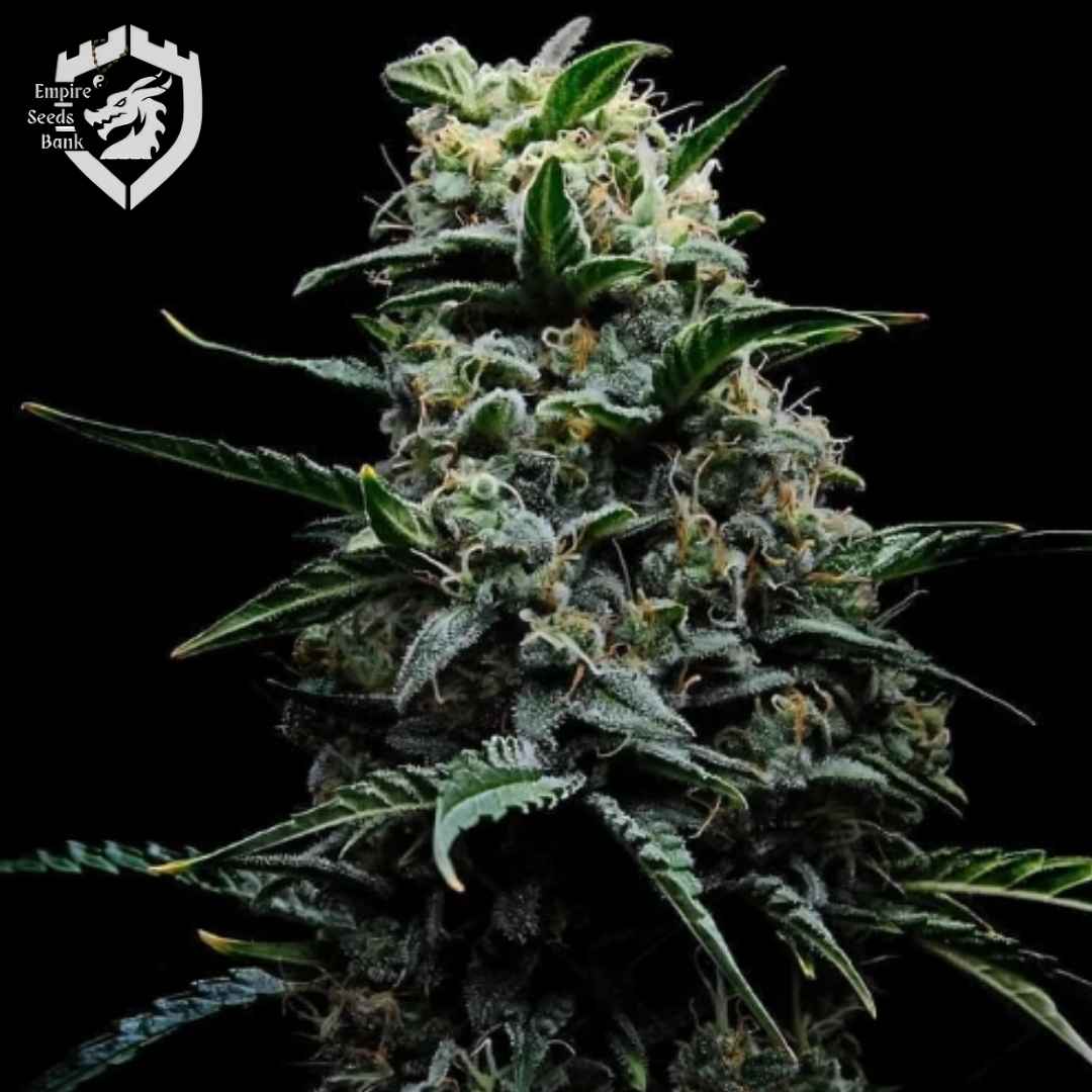 Zoinsk Cannabisblüte mit dichten Buds, Harzschicht und orangefarbenen Blütenfäden