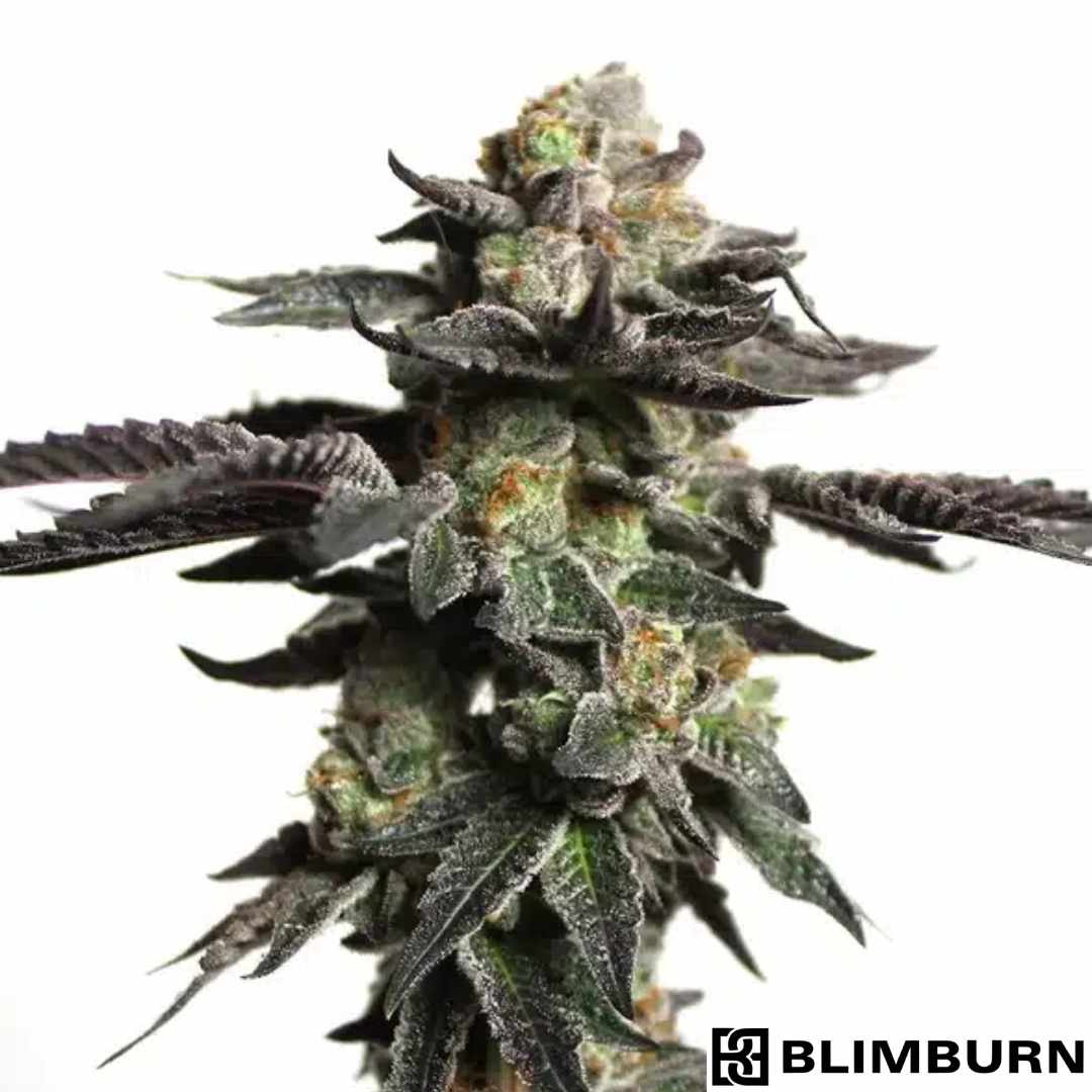 Dichte Zombie Death Fuck Cannabisblüte mit dunklen Blättern, starken Trichomen und orangefarbenen Härchen