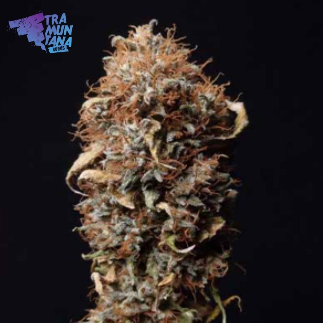 Dunkle Zookies Blüte von Tramuntana Seeds mit kompakten Kelchen und dichter Trichomschicht