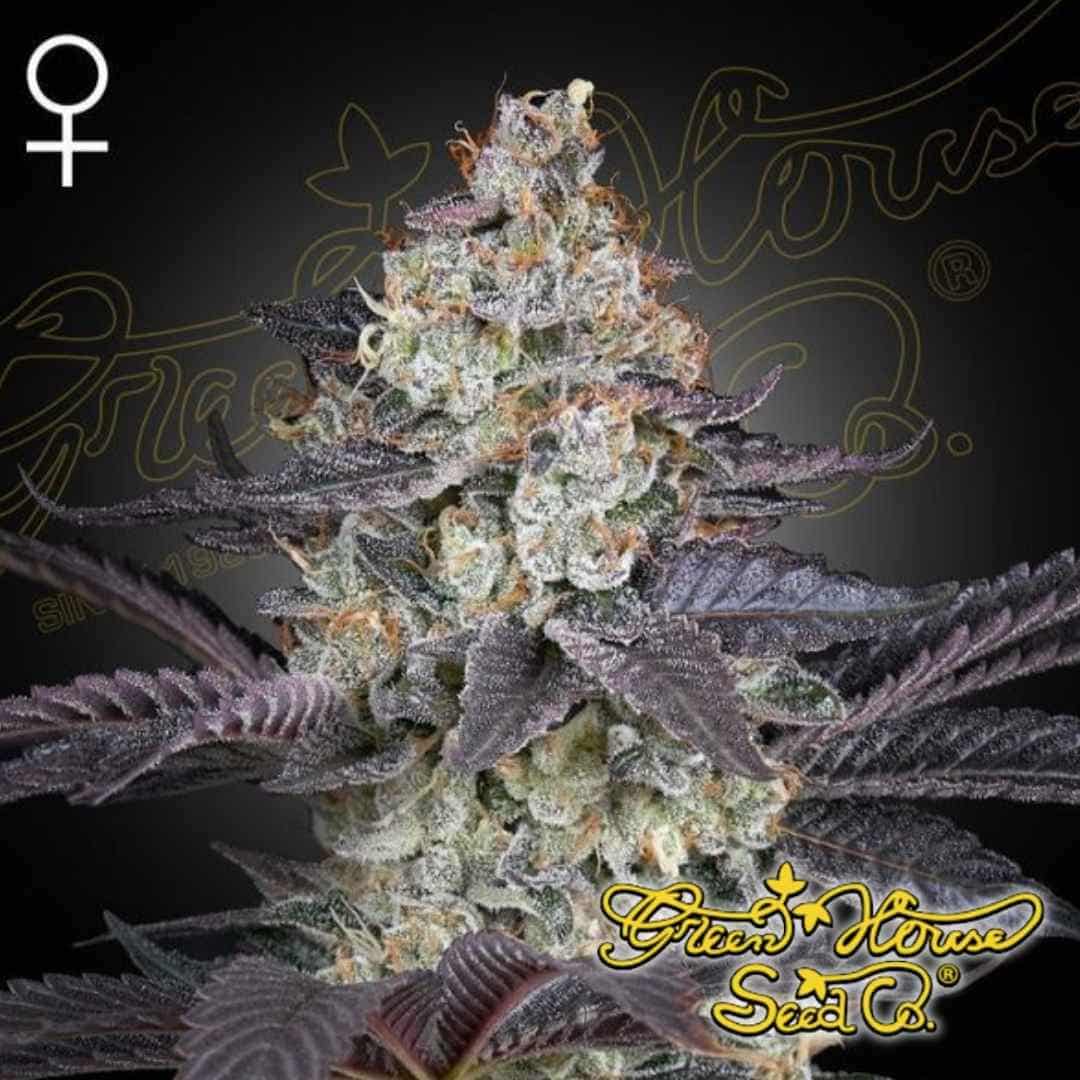 Ztrawberry Cannabispflanze mit kompakter Hauptblüte, dichten Buds, starkem Harzbesatz und violett gefärbten Blättern