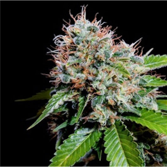 Zuri Widow Cannabisblüte mit harzigen Trichomen und orangefarbenen Pistillen.