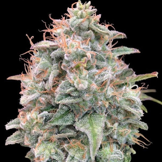 Kompakte, harzige Blüte der Sorte Auto Banana Cookies mit orangefarbenen Blütenhärchen und dichten Trichomen.
