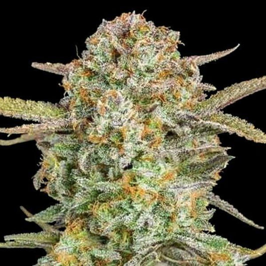 Harzige Auto Bruce Banner Xxl Buds mit dichten Trichomen, leuchtenden Orangehärchen und leicht violetten Blattspitzen.