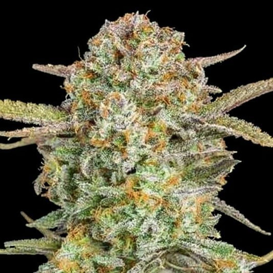 Harzige Auto Bruce Banner Xxl Buds mit dichten Trichomen, leuchtenden Orangehärchen und leicht violetten Blattspitzen.