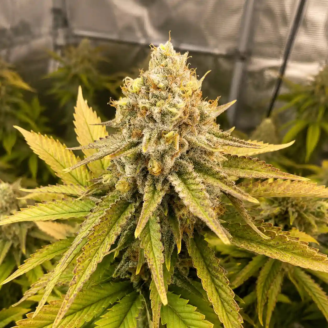 AK 47 Auto Serious Seeds mit dichter, stark bereifter Hauptblüte und gelbgrünen Blättern