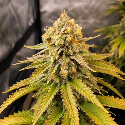 AK 47 Auto Serious Seeds mit kompakter Harzblüte, orangefarbenen Blütenfäden und gelben Blättern