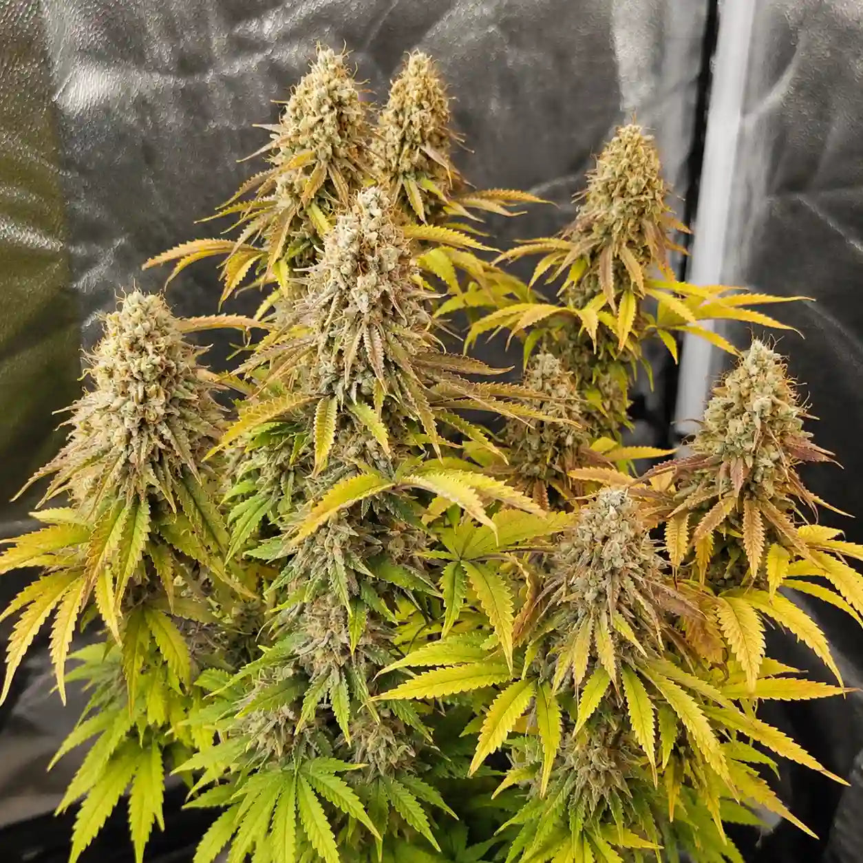 AK 47 Auto Serious Seeds mit zahlreichen reifen Colas und gelb-orange gefärbten Blättern