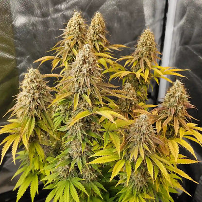 AK 47 Auto Serious Seeds mit zahlreichen reifen Colas und gelb-orange gefärbten Blättern