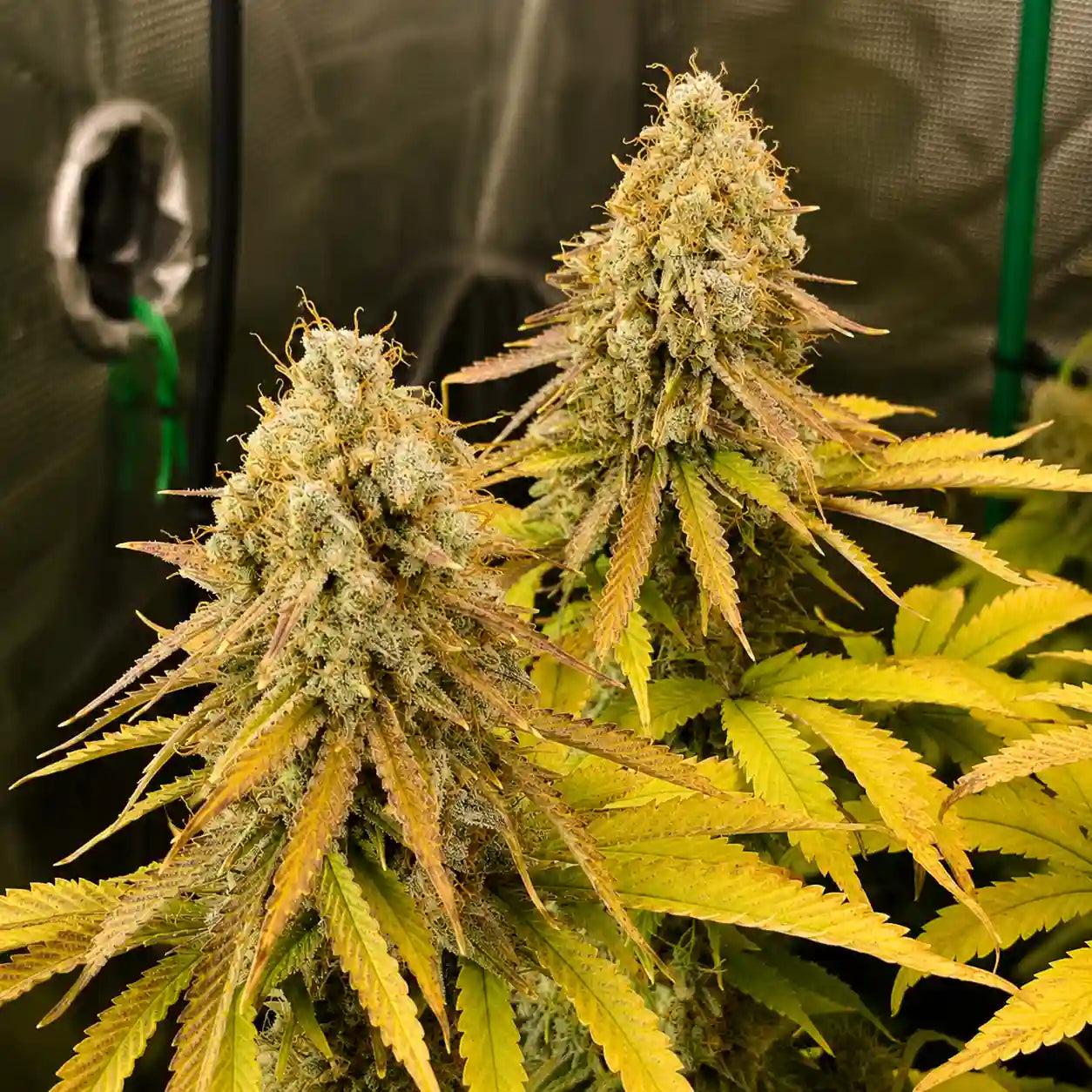 AK 47 Auto Serious Seeds mit zwei großen, harzreichen Colas und goldgelben Blättern