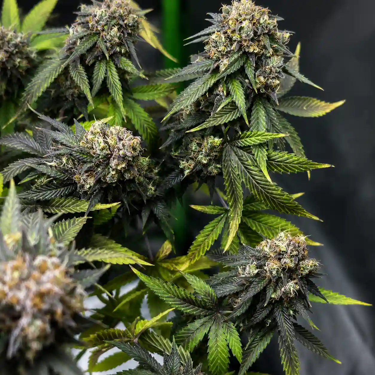 AK 47 Serious Seeds Feminisiert mit mehreren kompakten, dunklen Blüten und gelbgrünen Blättern