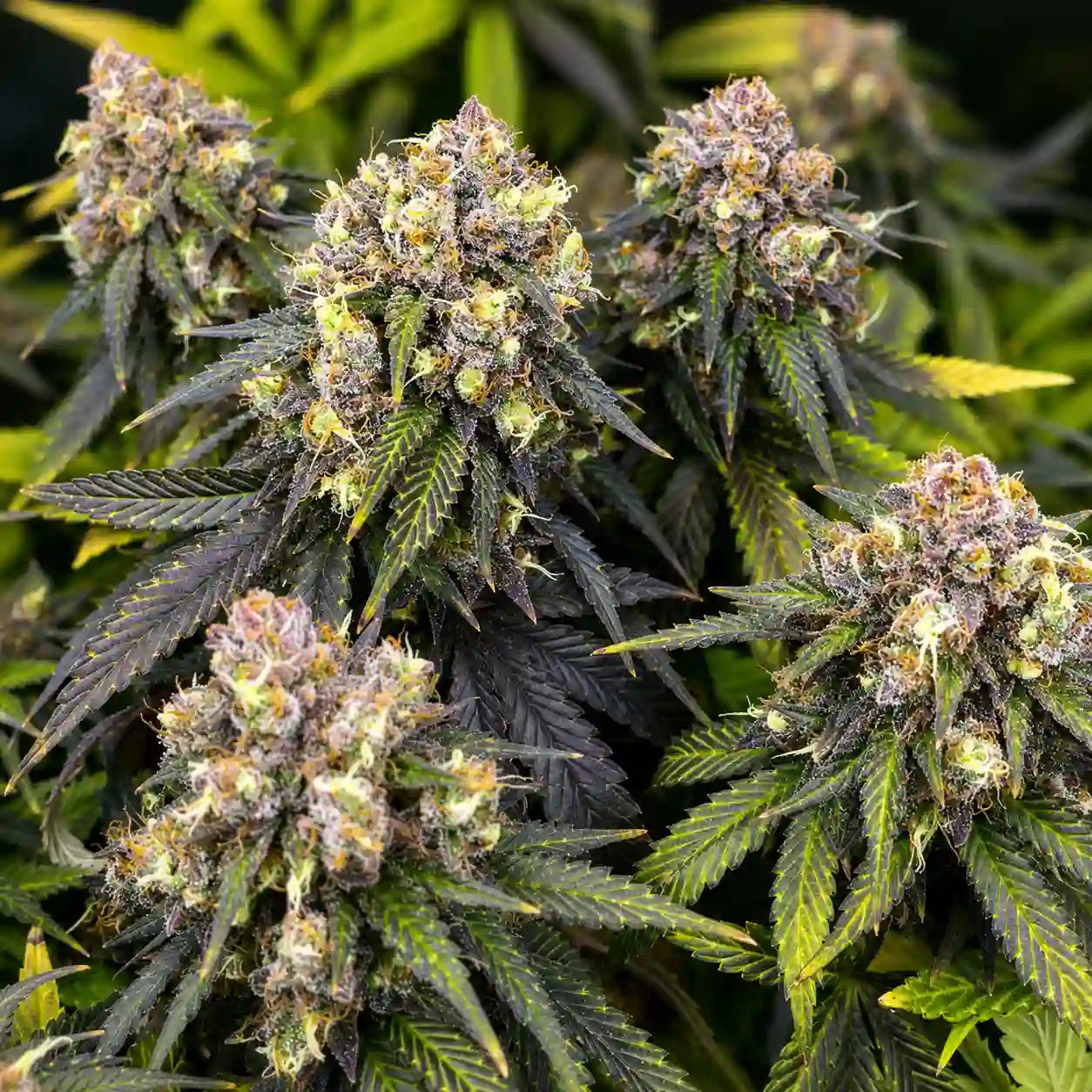 AK 47 Serious Seeds Feminisiert mit mehreren violettgrünen, stark bereiften Blütenständen