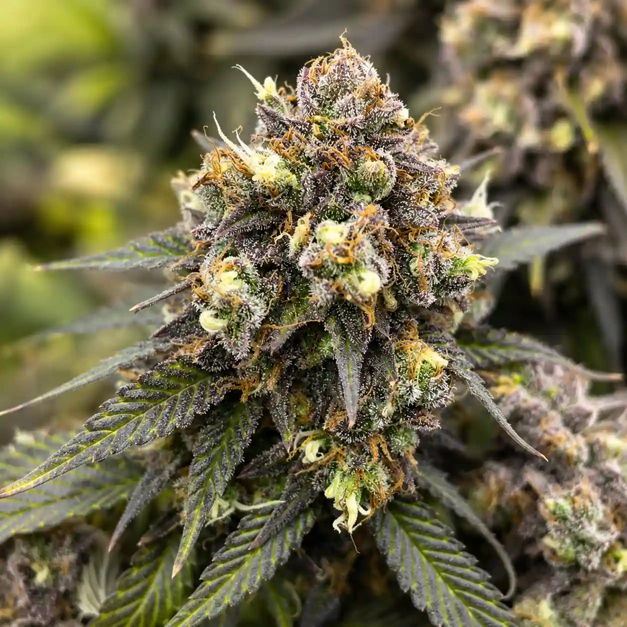 AK 47 Serious Seeds Feminisiert mit dichter, harzreicher Hauptblüte und orangefarbenen Blütenfäden