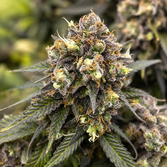 AK 47 Serious Seeds Feminisiert mit dichter, harzreicher Hauptblüte und orangefarbenen Blütenfäden