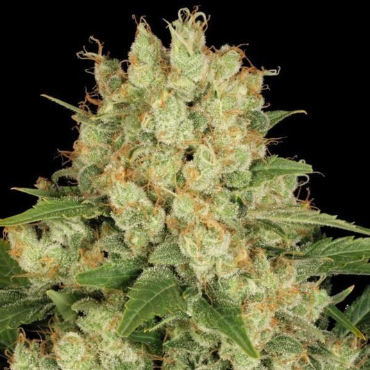 Harzreiche AK-47 Blüte von Serious Seeds mit dichten Kelchen und orangefarbenen Blütenfäden