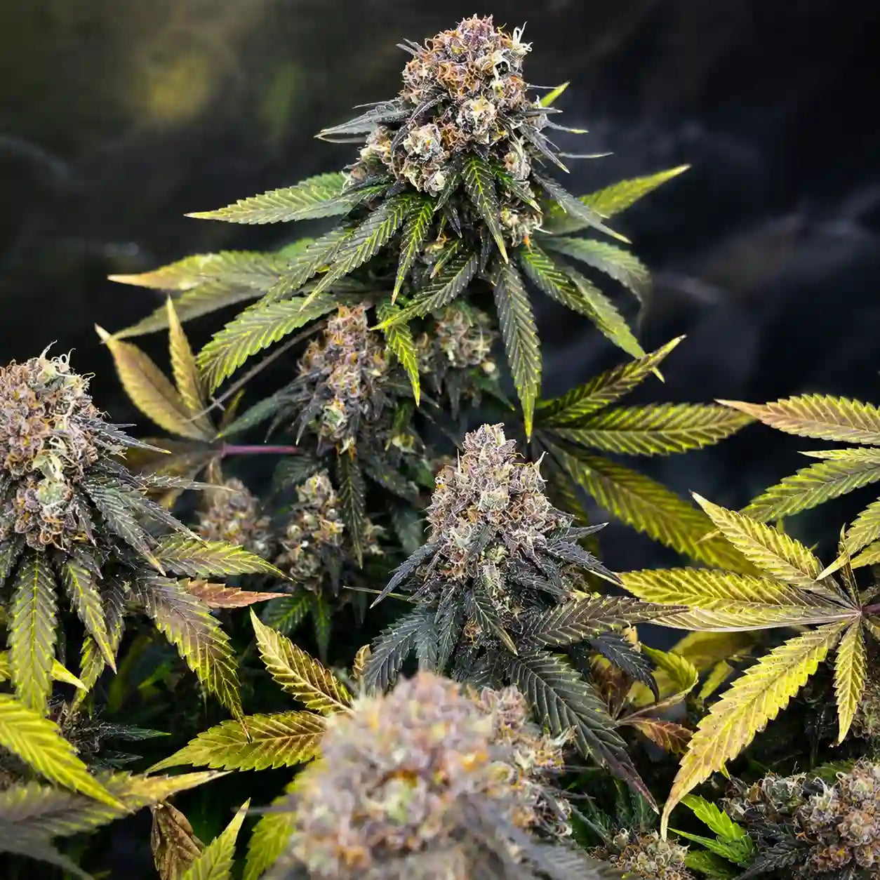 AK 47 Serious Seeds Feminisiert mit reifen, violett gefärbten Colas und vergilbten Fächerblättern