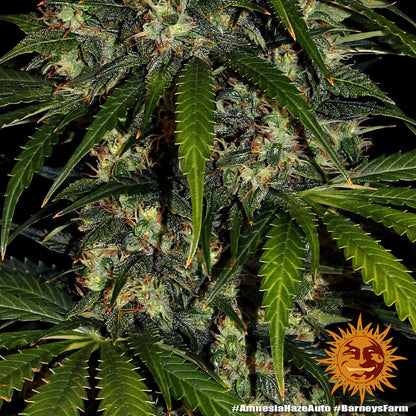 Nahaufnahme eines reifen Amnesia Haze Auto Buds mit vielen Trichomen und gezackten Blättern