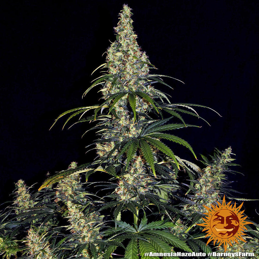 Kompakte Amnesia Haze Auto Pflanze mit dichten Buds und auffälligem Harzüberzug