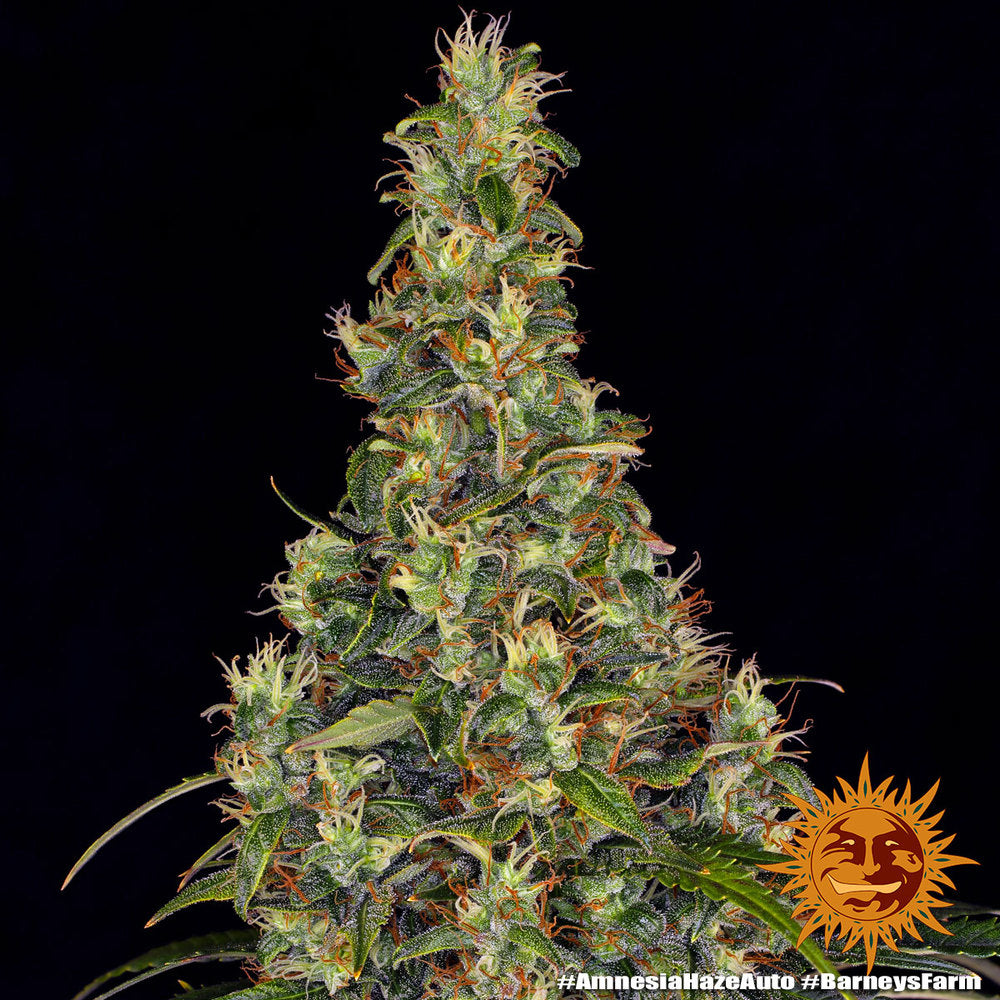 Dicht gewachsene Amnesia Haze Auto Hauptcola mit orangenen Härchen und dicker Harzschicht