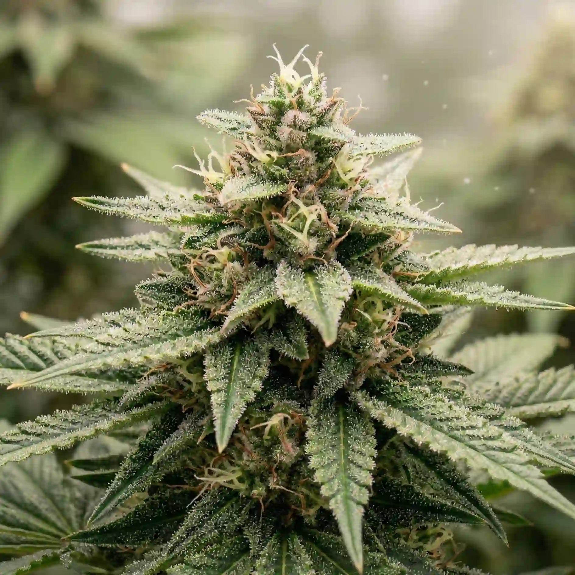 Amnesia Haze Auto Vision Seeds kompakte Blüte mit dichten Trichomen und hellen Blütenfäden