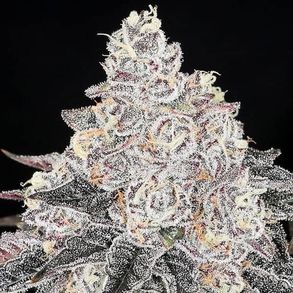 Trichom-dichte, frostige Knospen der Frozen Black Cherry mit violetten Akzenten und orangefarbenen Pistillen.