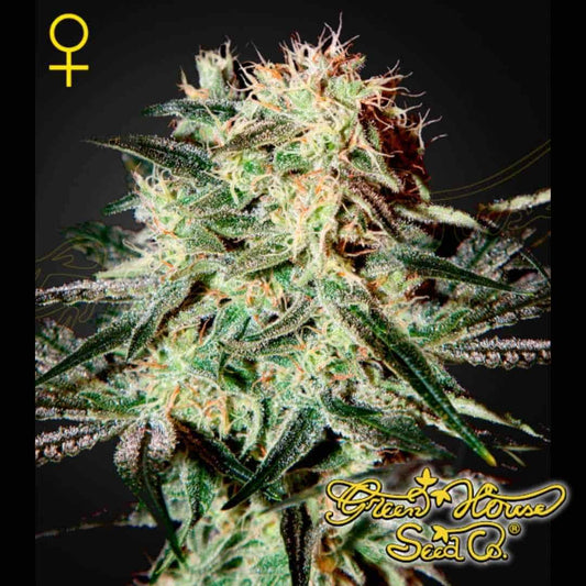 Arjan's Strawberry Haze Blüte mit harzigen Trichomen und orangefarbenen Blütenfäden