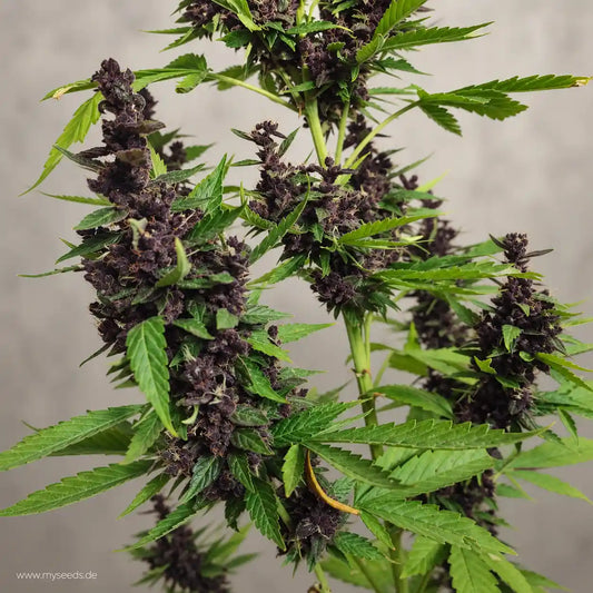 Auto Forbidden Cherry von Dutch Passion mit dunkelvioletten Blüten und kräftig grünen Blättern.