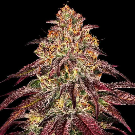 Nahaufnahme einer Mimosa x Orange Punch Auto mit violetten Blättern und dichten Harztrichomen vor schwarzem Hintergrund