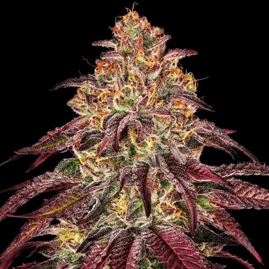 Auto Mimosa x Orange Punch