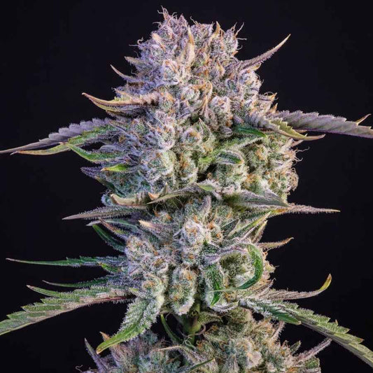 Harzreiche Auto Strawberry Gorilla Cannabispflanze mit dichten Buds, violetten Tönen und glänzenden Trichomen im Nahaufnahme.