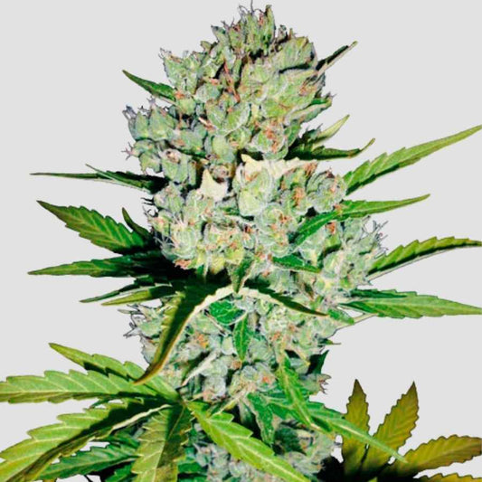 Auto Super Skunk Pflanze mit lila Tönen, die sich entwickeln, und charakteristischem Aroma und starken Knospen.

