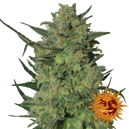 Kompakte, harzige LSD Cannabispflanze mit dichten grünen Buds und orangefarbenen Härchen, markiert mit Barney’s Farm Logo.