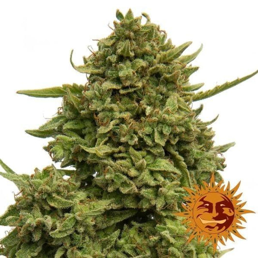 Dichte, harzige Blüten der Sorte Pineapple Chunk mit leuchtend grünen Blättern und orangefarbenen Härchen.