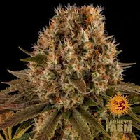Strawberry Lemonade (Barney's Farm) Feminisiert