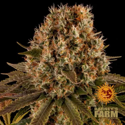 Strawberry Lemonade (Barney's Farm) Feminisiert