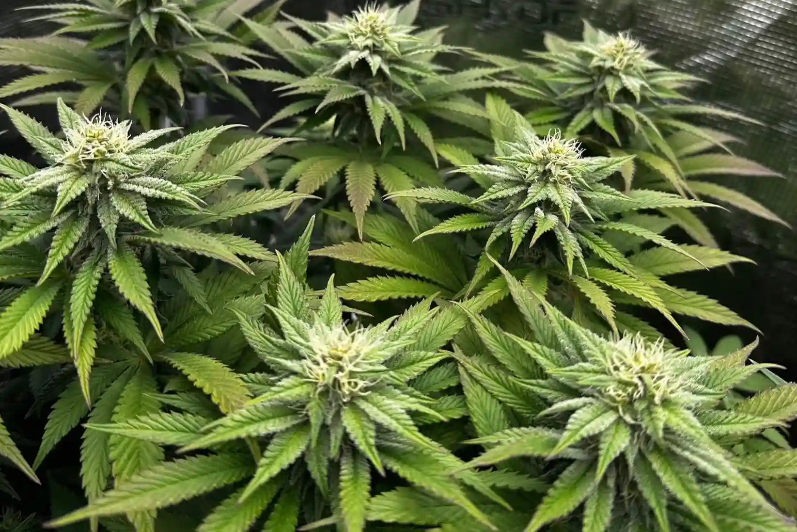 Bask Triangle Farms Pflanzen mit kompakten Buds und frischen weißen Blütenhaaren
