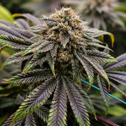 Black Domina mit kompakter, stark bereifter Blüte, orangefarbenen Blütenfäden und violettgrünen Blättern