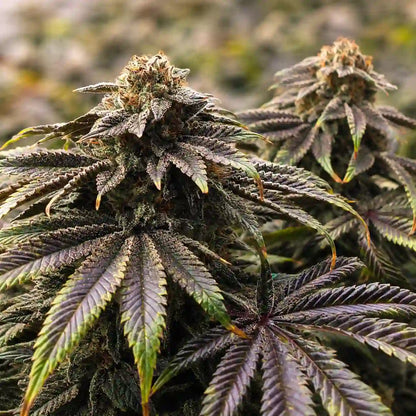 Black Domina Pflanzen mit dunklen, harzigen Blüten und breiten violettgrünen Fächerblättern
