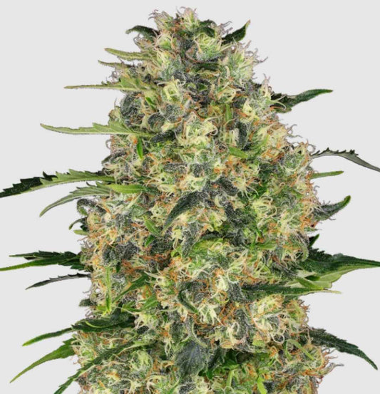 Black Domina Regular Blüte mit dunklen Zuckerblättern, dichten Trichomen und orangefarbenen Stigmen