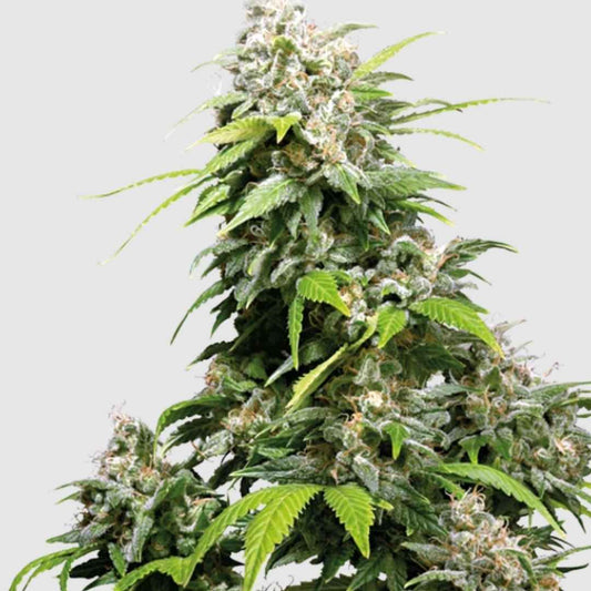 California Indica Regular Pflanze mit dichtem, harzigem Hauptbud und grünen, gezackten Blättern