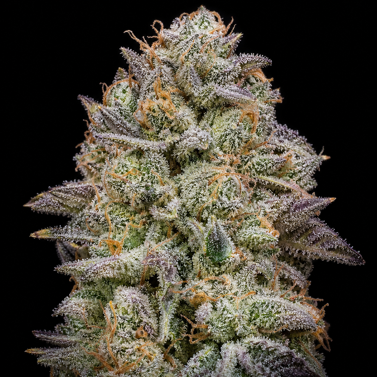Cannabis Cup Winners Blüte mit dichten, harzigen Buds und orangefarbenen Härchen