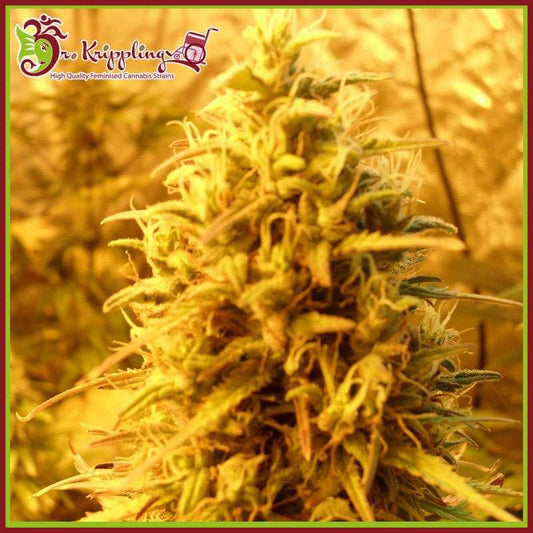 Nahaufnahme einer harzigen Teasy Mist Blüte mit dichten, hellgrünen Buds und orangefarbenen Blütenhaaren im Growzelt.