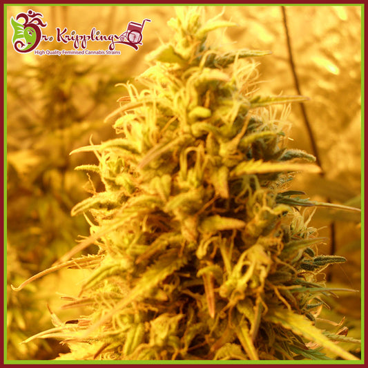 Nahaufnahme einer harzigen Teasy Mist Blüte mit dichten, hellgrünen Buds und orangefarbenen Blütenhaaren im Growzelt.